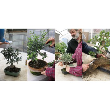 CORSO BASE BONSAI - 25 MARZO - sabato pomeriggio CORSO BASE BONSAI - 25 MARZO - sabato pomeriggio